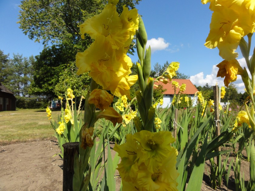 Gladiolus 1