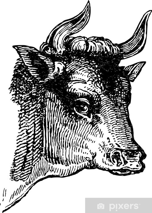 bull's head