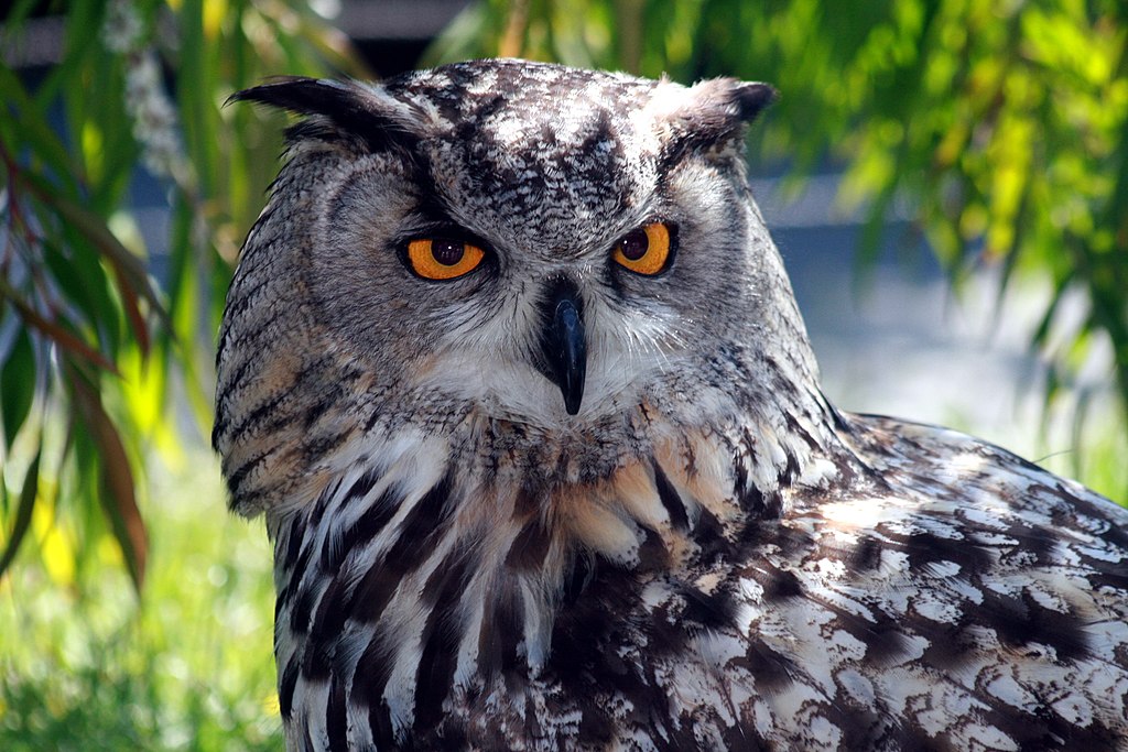 Eagle_Owl_IMG_9203